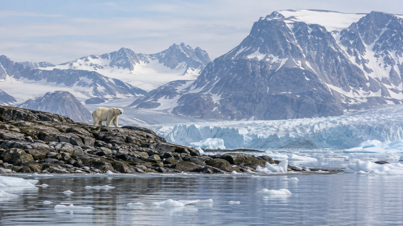 Polar bear on a distant Baffin Island rocky Arctic shore with sea ice and cold water, wildlife viewed from safe distance