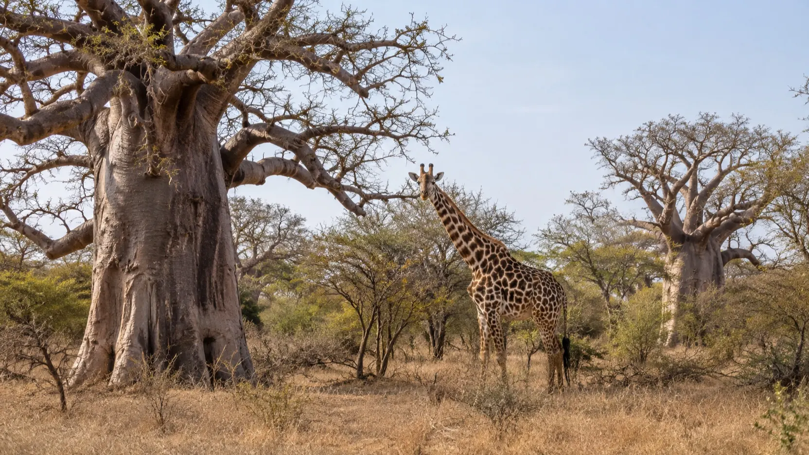 Giraffe among baobab trees at Bandia Wildlife Reserve in Senegal