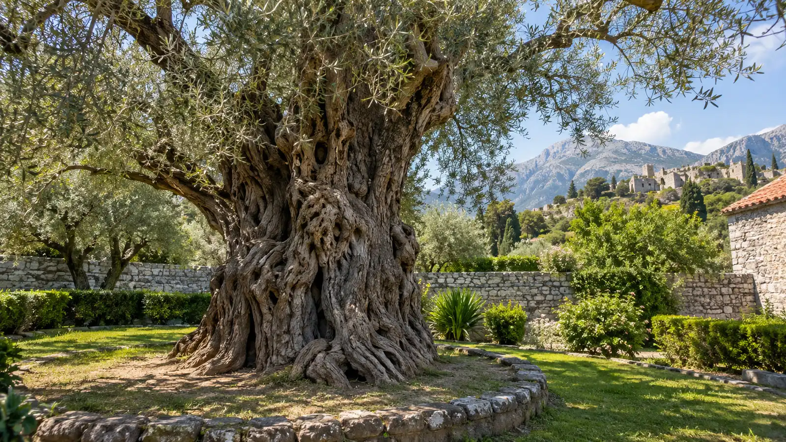 the ancient Old Olive Tree of Bar Montenegro with its massive gnarled trunk in a quiet garden