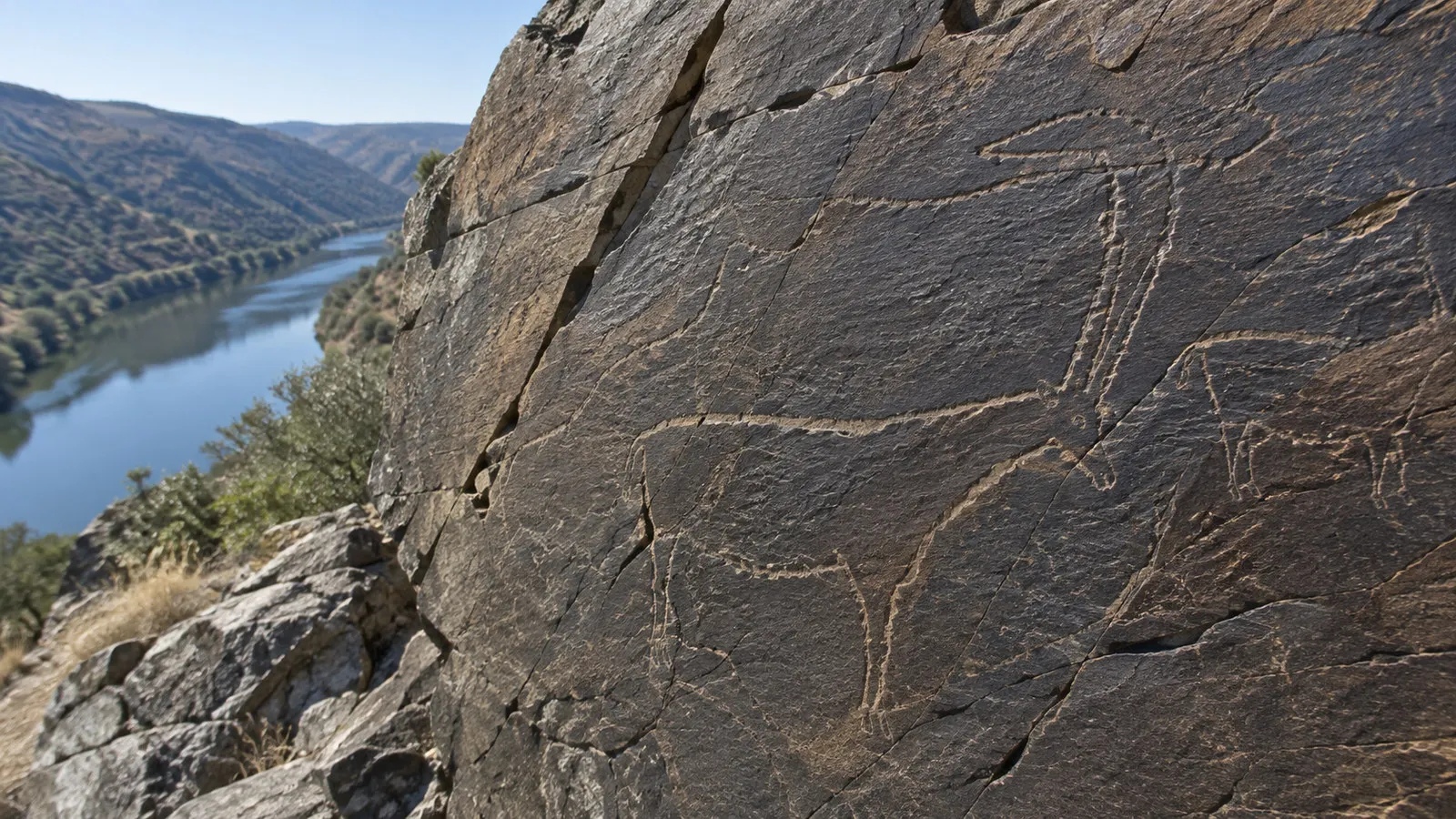 Prehistoric animal engravings on a dark Côa Valley schist rock panel