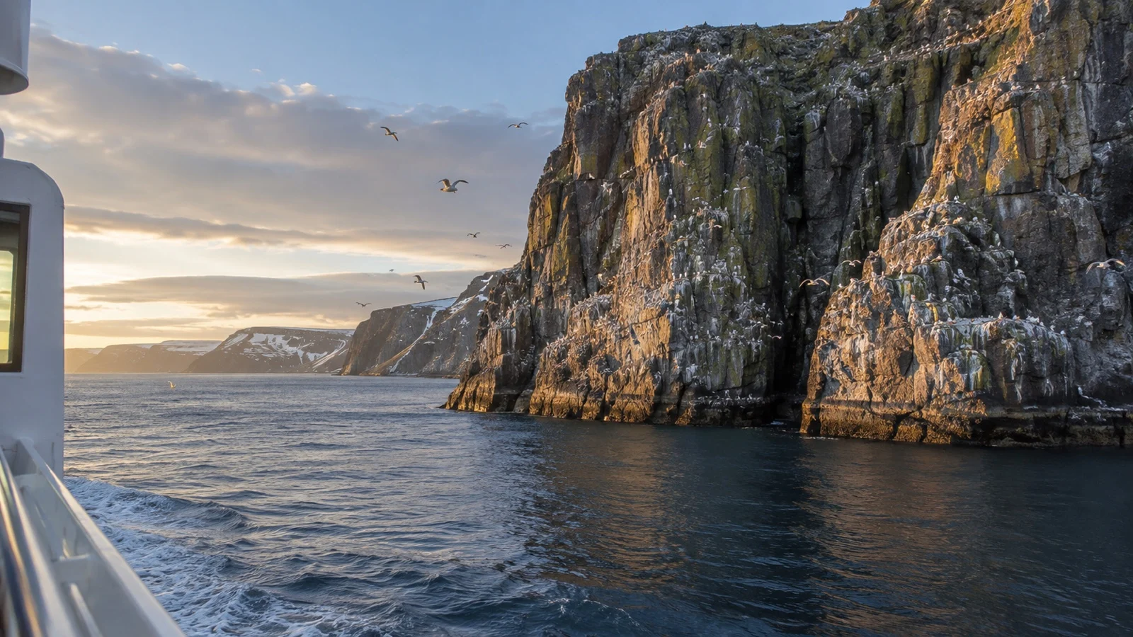 Syltefjordstauran bird cliffs