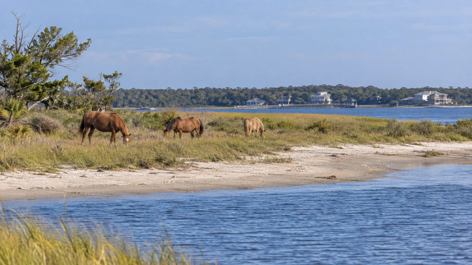 Wild horses grazing on shore of Rachel Carson Reserve near Beaufort North Carolina, seen from a respectful distance
