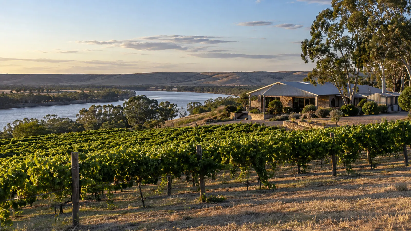 Burk Salter vineyard near Blanchetown