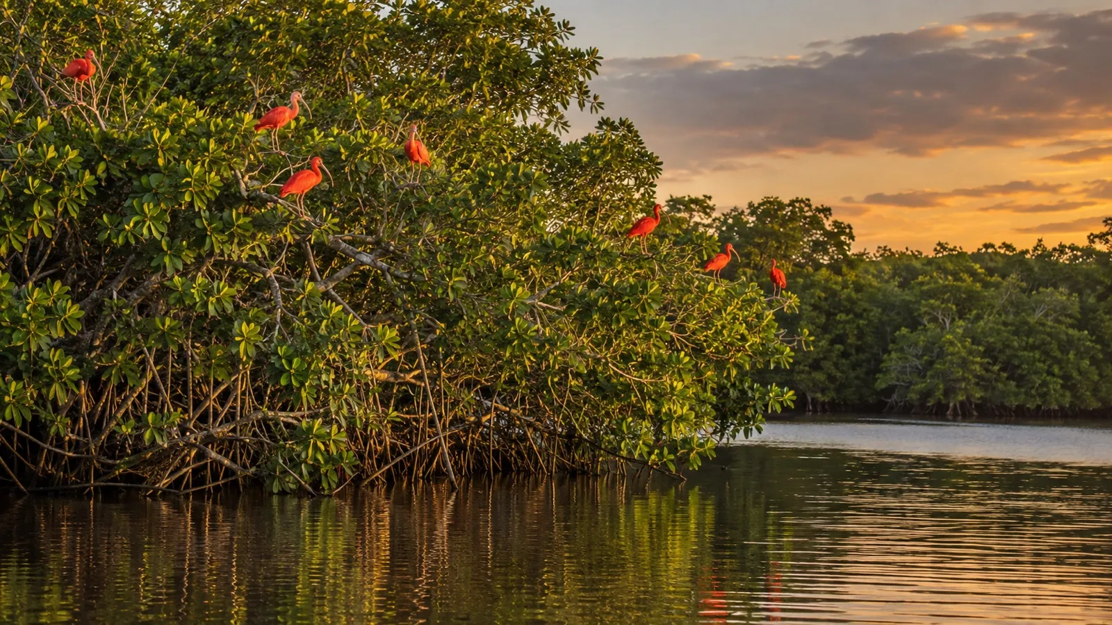 Scarlet ibis resting in Caroni Swamp mangroves, Trinidad