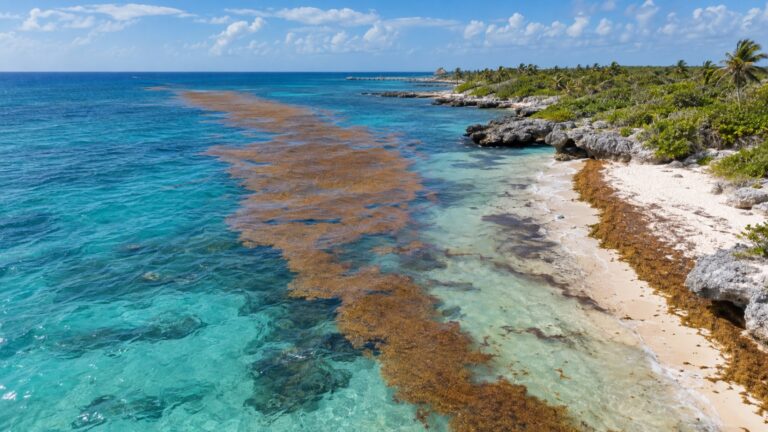 Sargassum raft offshore from Costa Maya's turquoise coastline