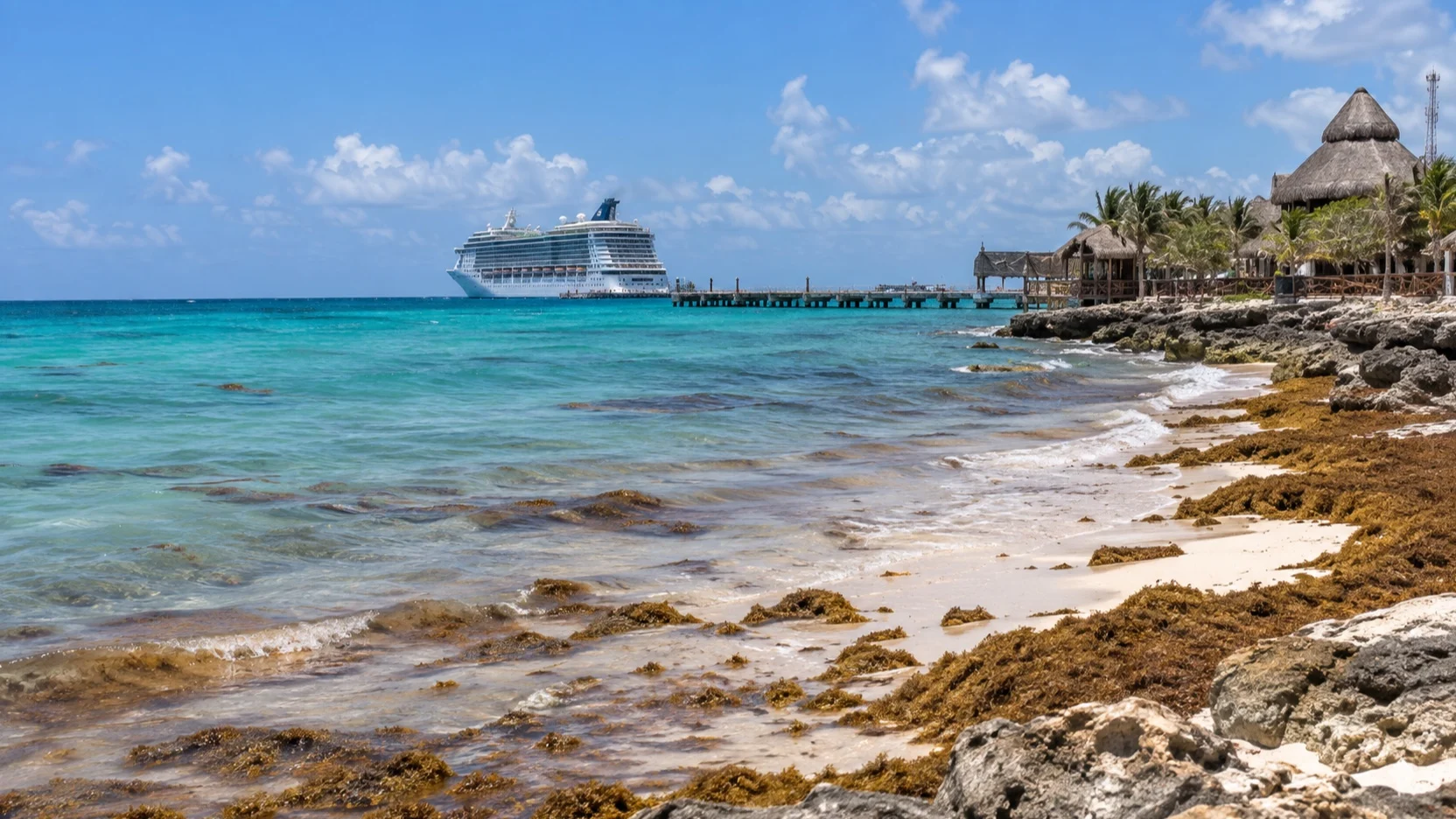Sargassum along Costa Maya's beach with cruise ship offshore