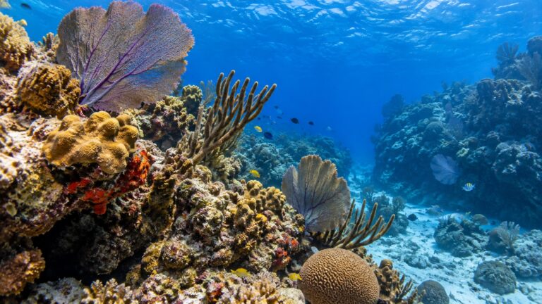Coral reef in clear water off Cozumel