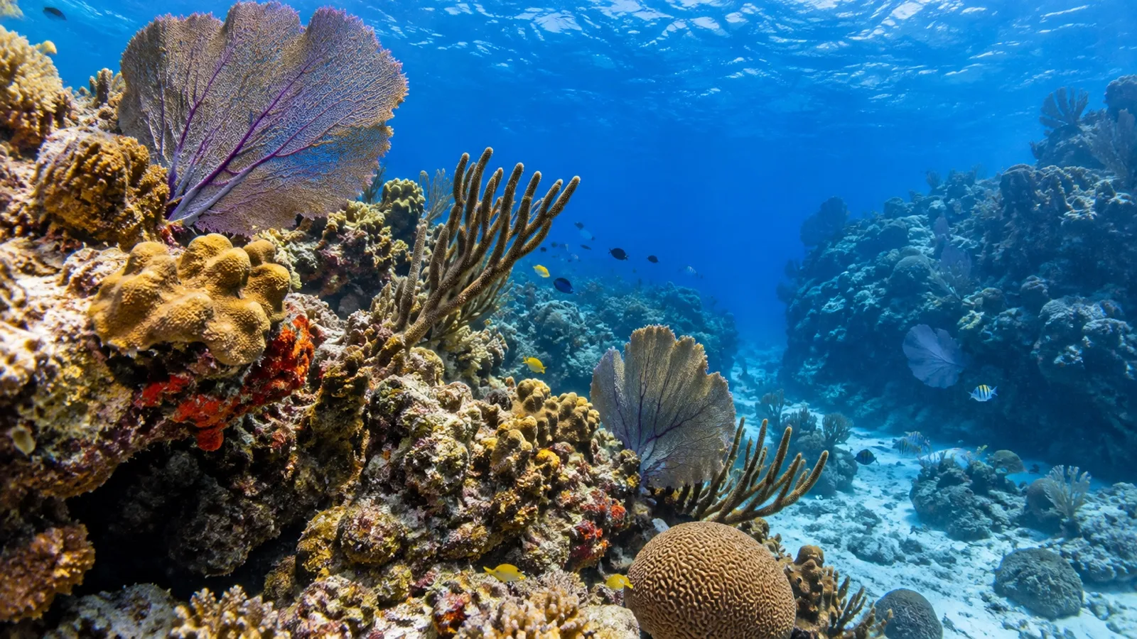 Coral reef in clear water off Cozumel
