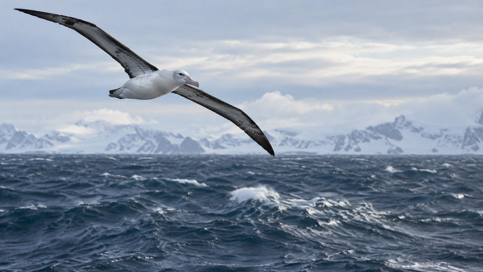 Albatross gliding over the open Drake Passage, cold sea and pale sky