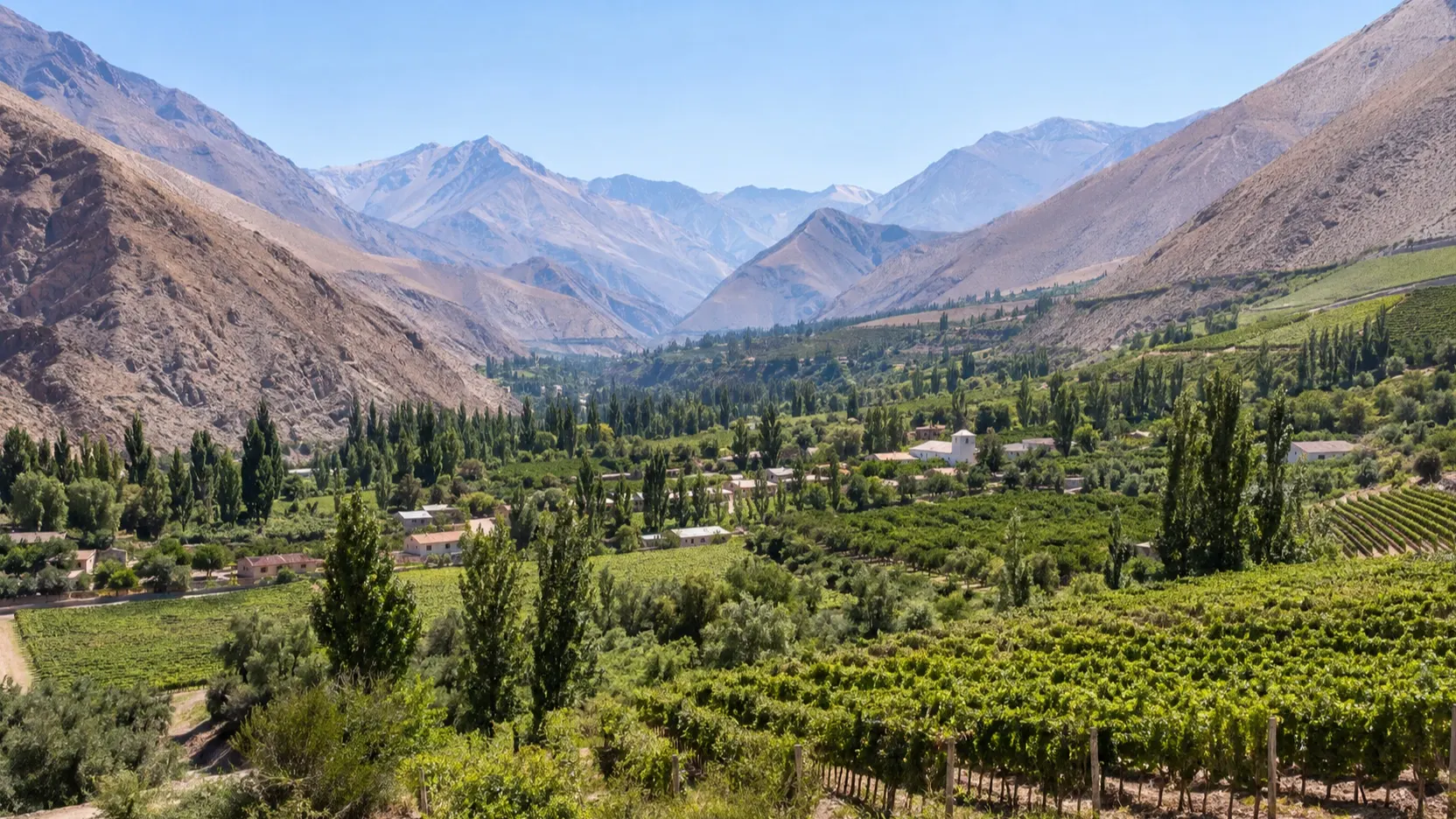 Green vineyards running through the dry mountains of Elqui Valley