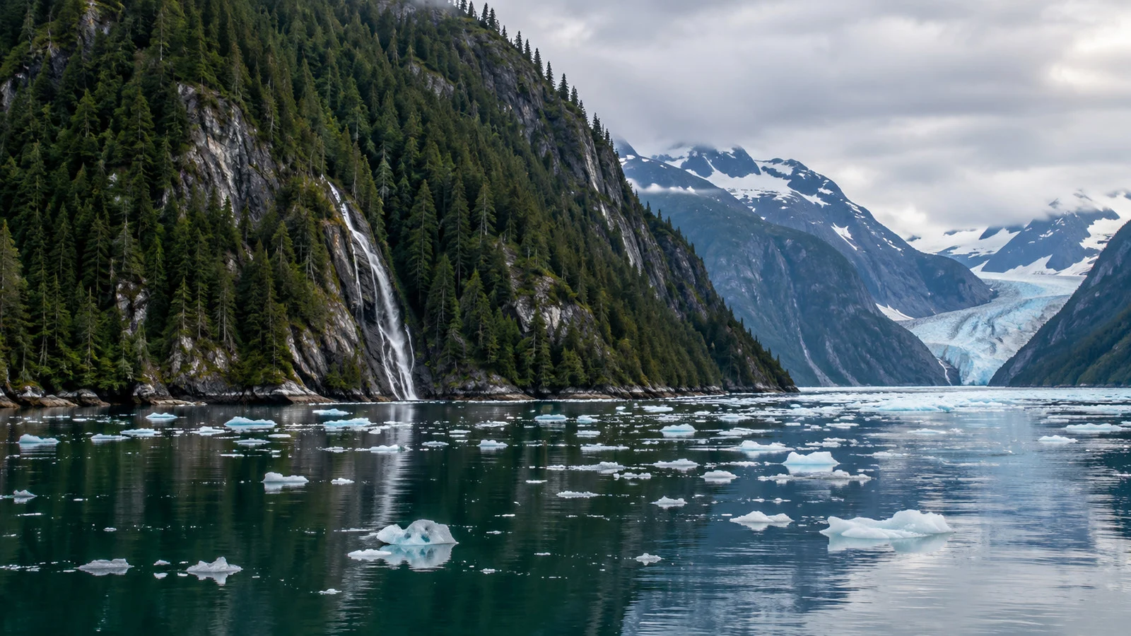 small floating pieces of glacier ice on dark water beneath forested cliffs in Endicott Arm Alaska