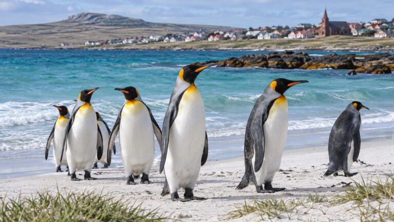 King penguins on a Falkland Islands beach near Stanley