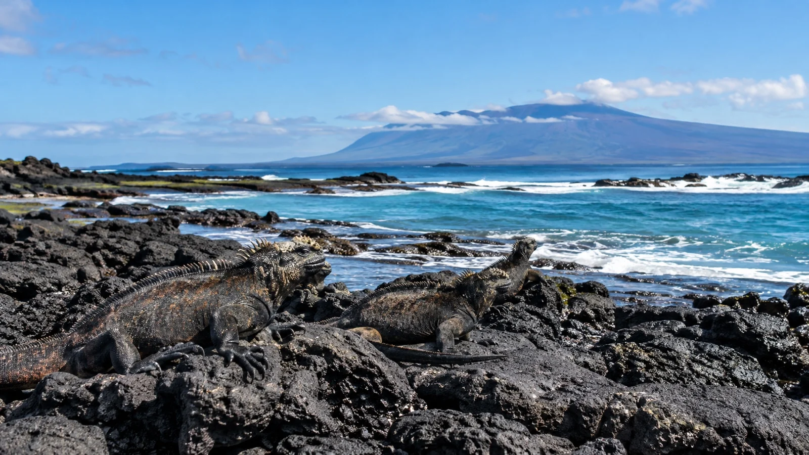Marine iguanas basking on black lava