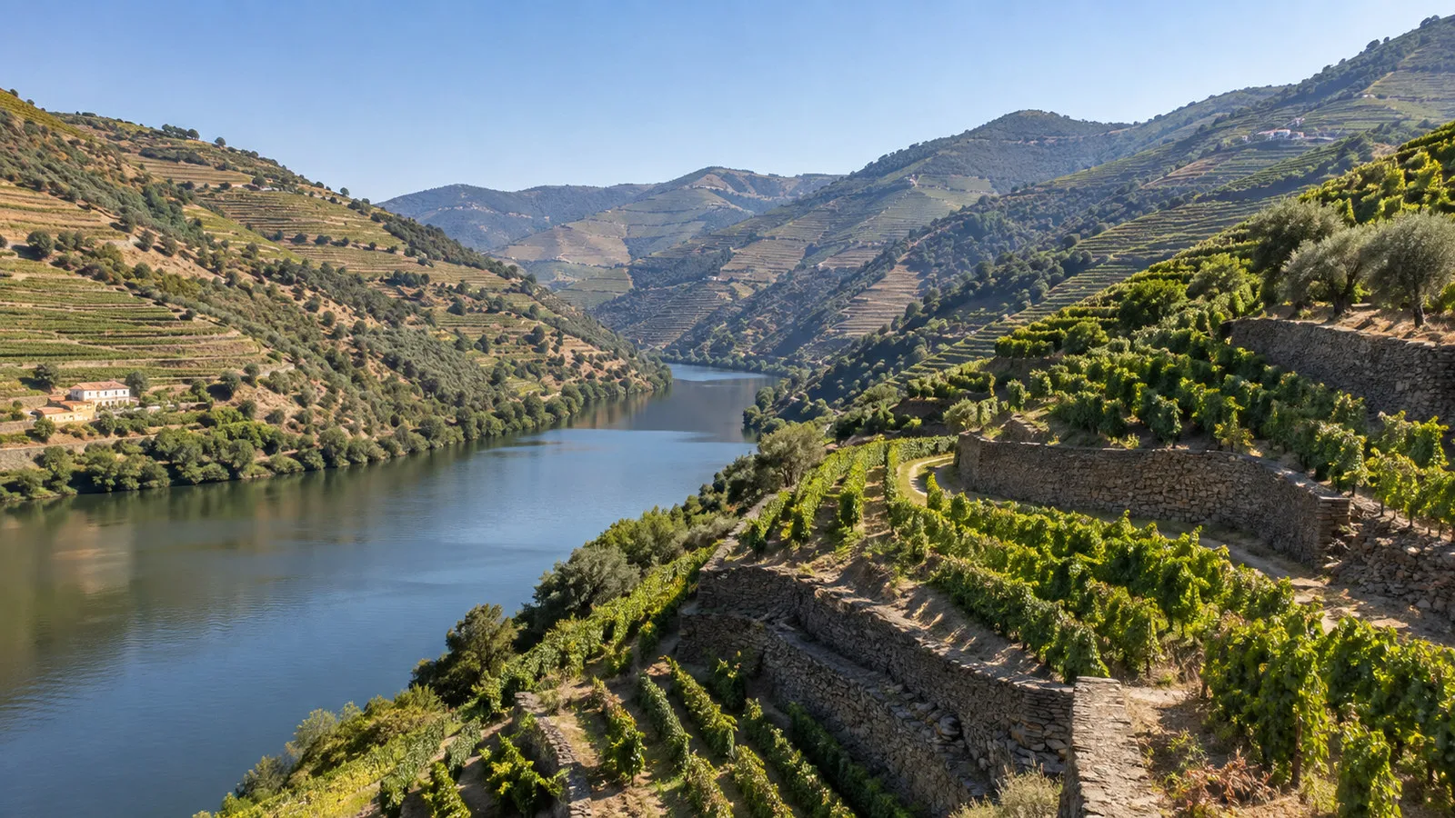 Terraced Douro vineyards near Ferradosa Portugal on sunlit steep slopes above river, no people