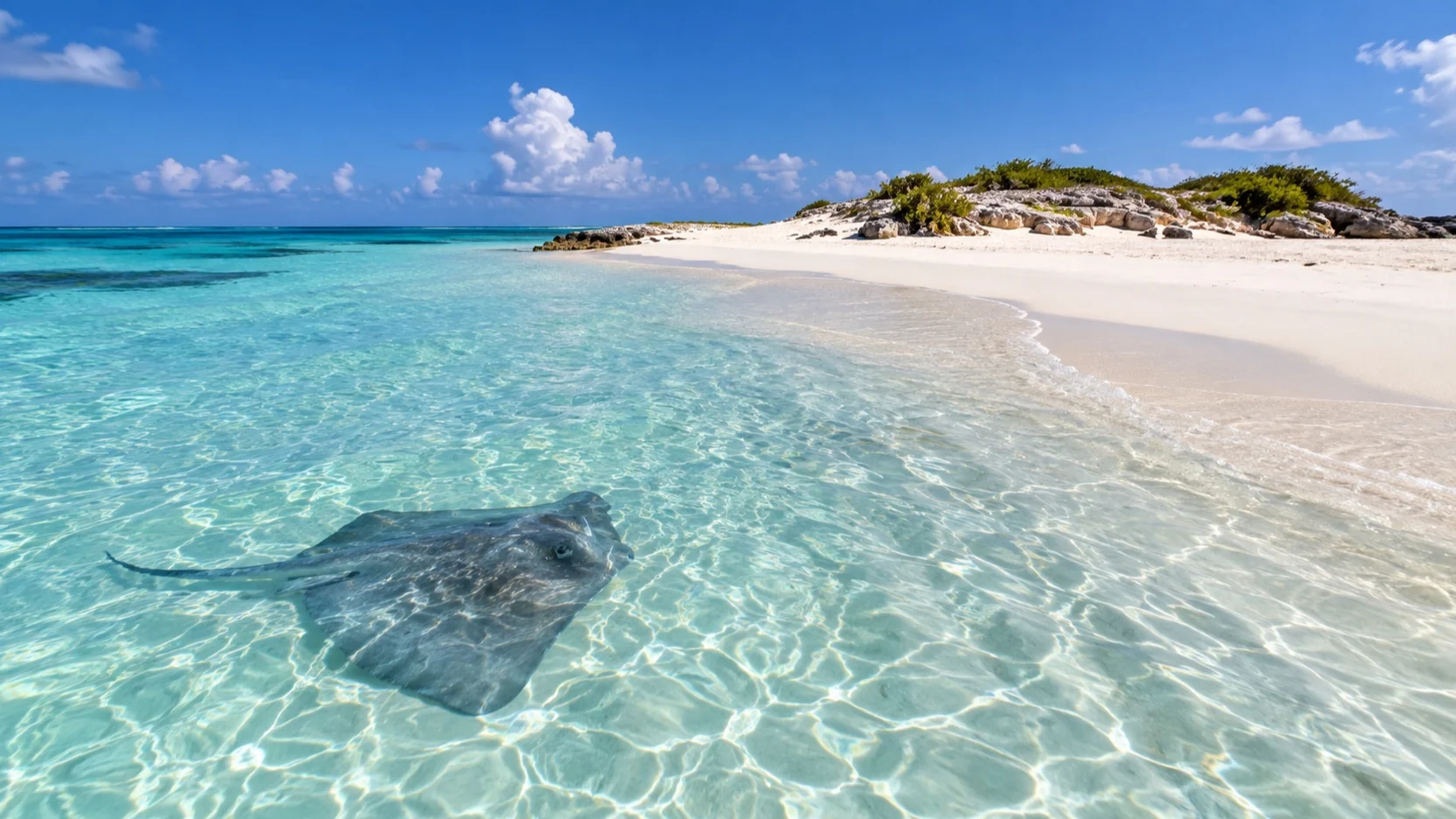 Shallow water and stingray beside Gibbs Cay near Grand Turk