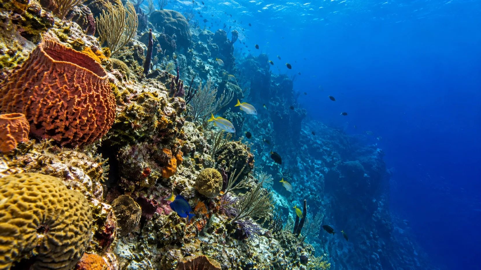 Coral and marine life along the Grand Turk Wall