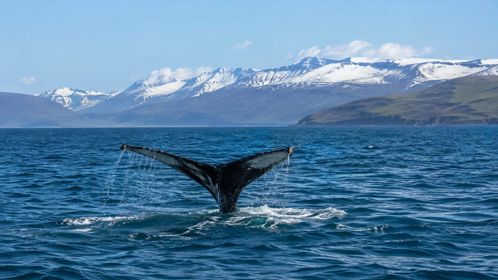 Whale tail breaking the water in Skjálfandi Bay