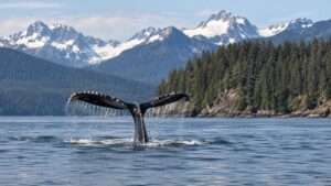 Featured image for Juneau or Icy Strait Point: Which Port Is Better for Whale Watching?