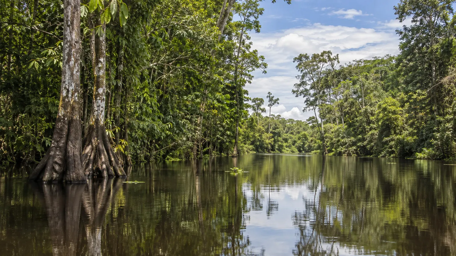 Amazon high-water forest channel near Iquitos