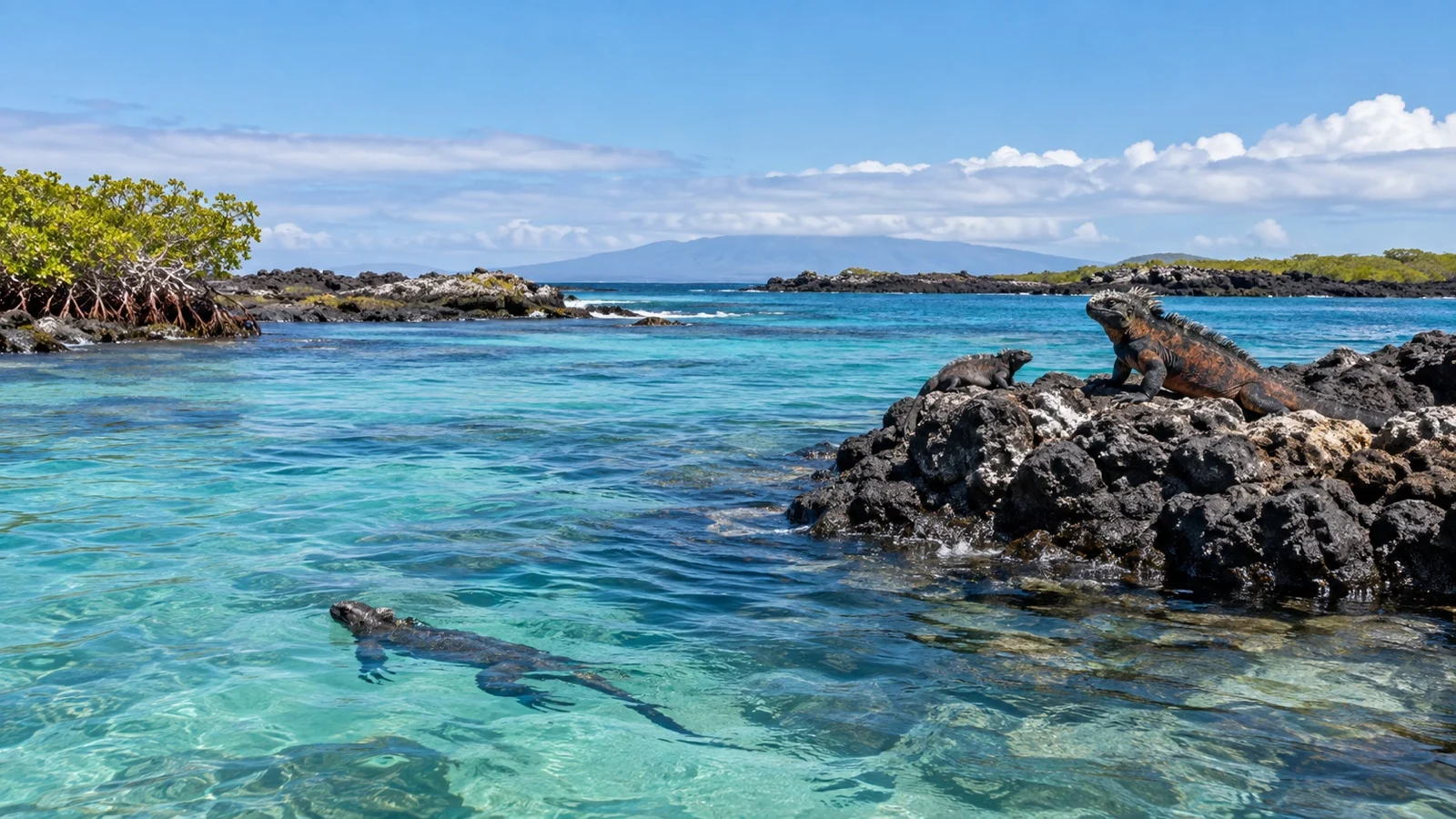Tintoreras lava islets