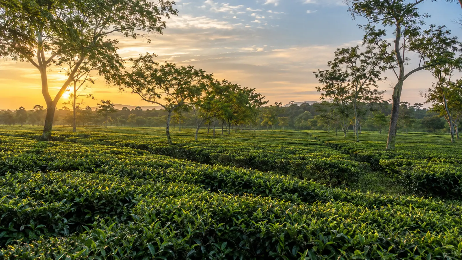 A tea estate landscape near Jorhat