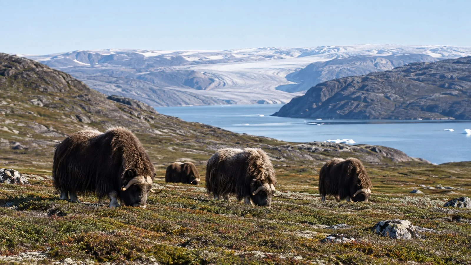 Muskoxen grazing on the open tundra near Kangerlussuaq, Greenland