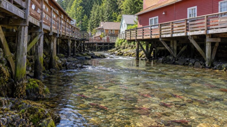 Wild salmon in creek beneath Ketchikan Creek Street boardwalk, no people