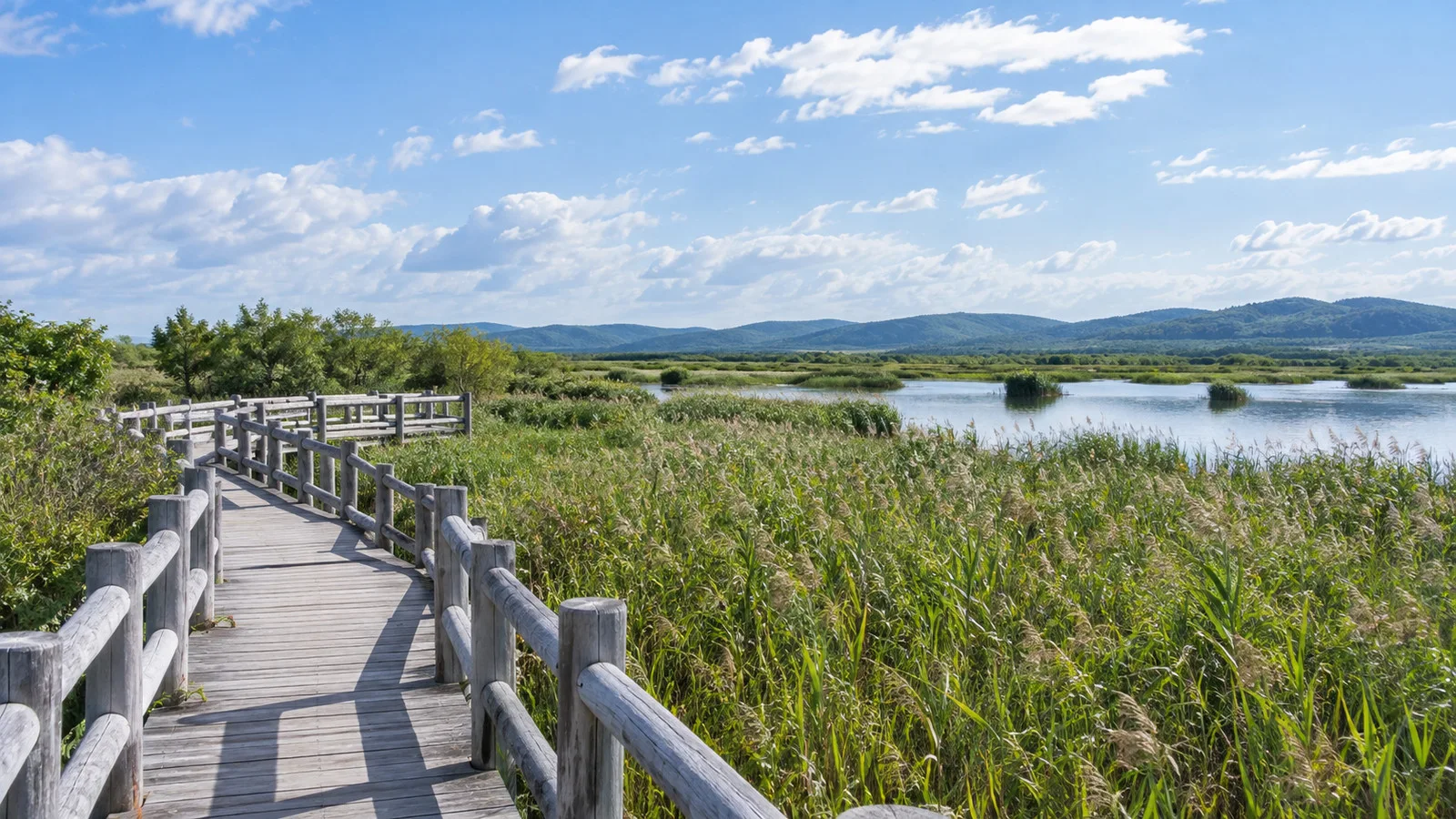 Wetland boardwalk and reed beds in Kushiroshitsugen National Park