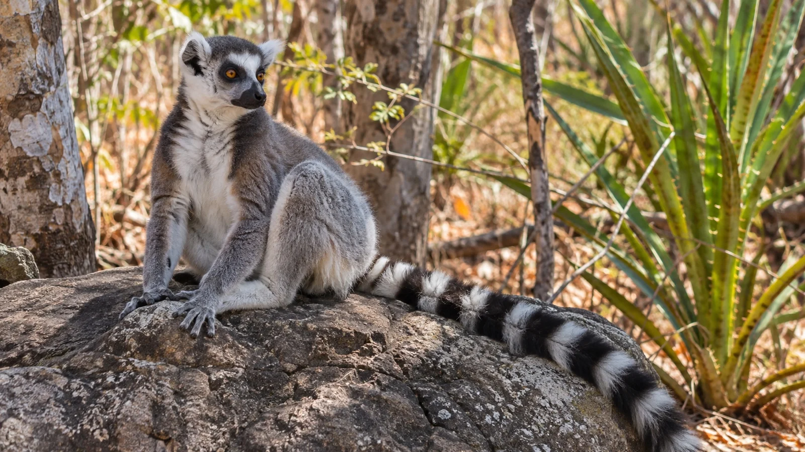 Lemur in Madagascar protected forest habitat