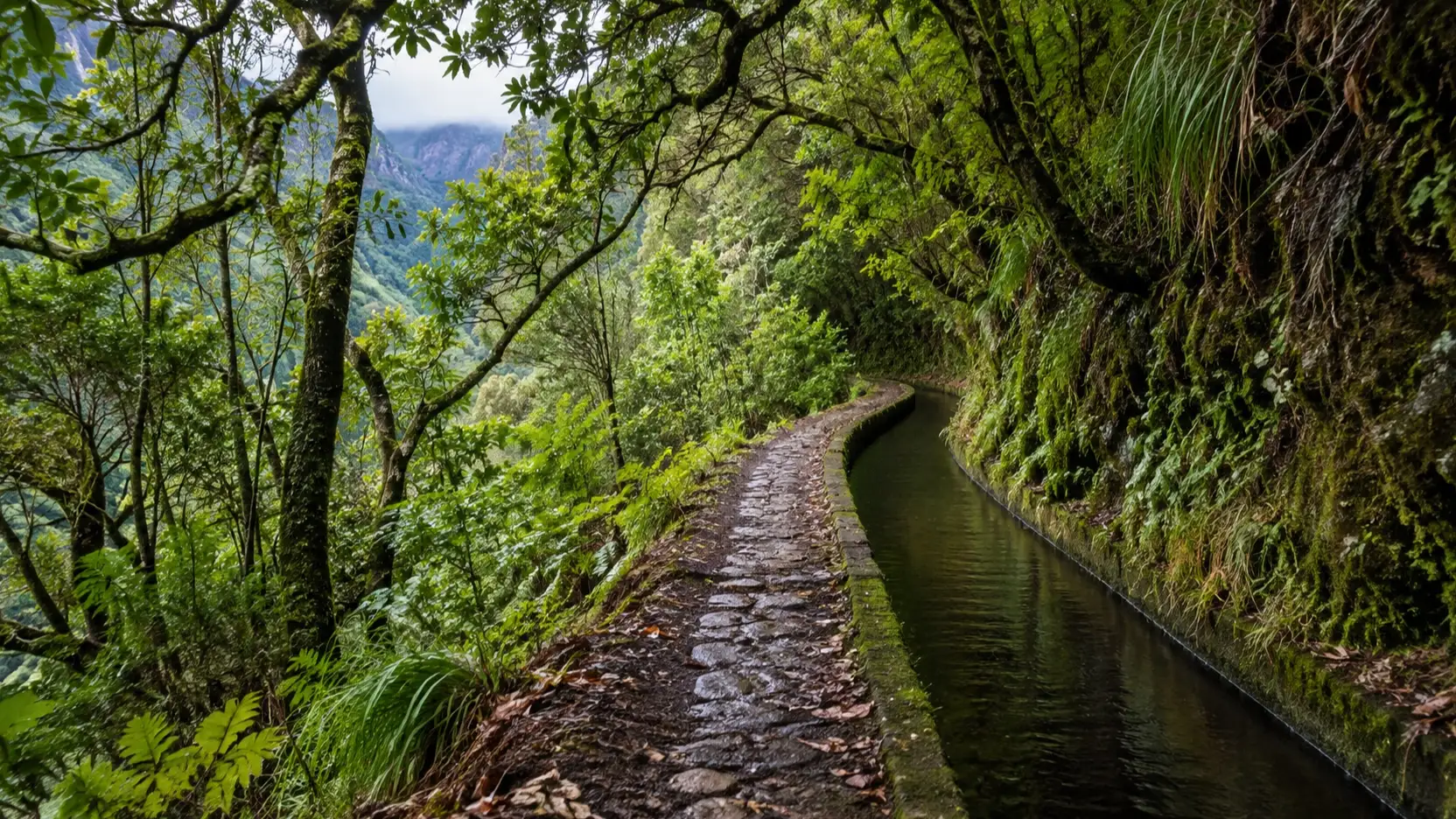 An empty levada walking path follows an irrigation channel through Madeira's laurel forest