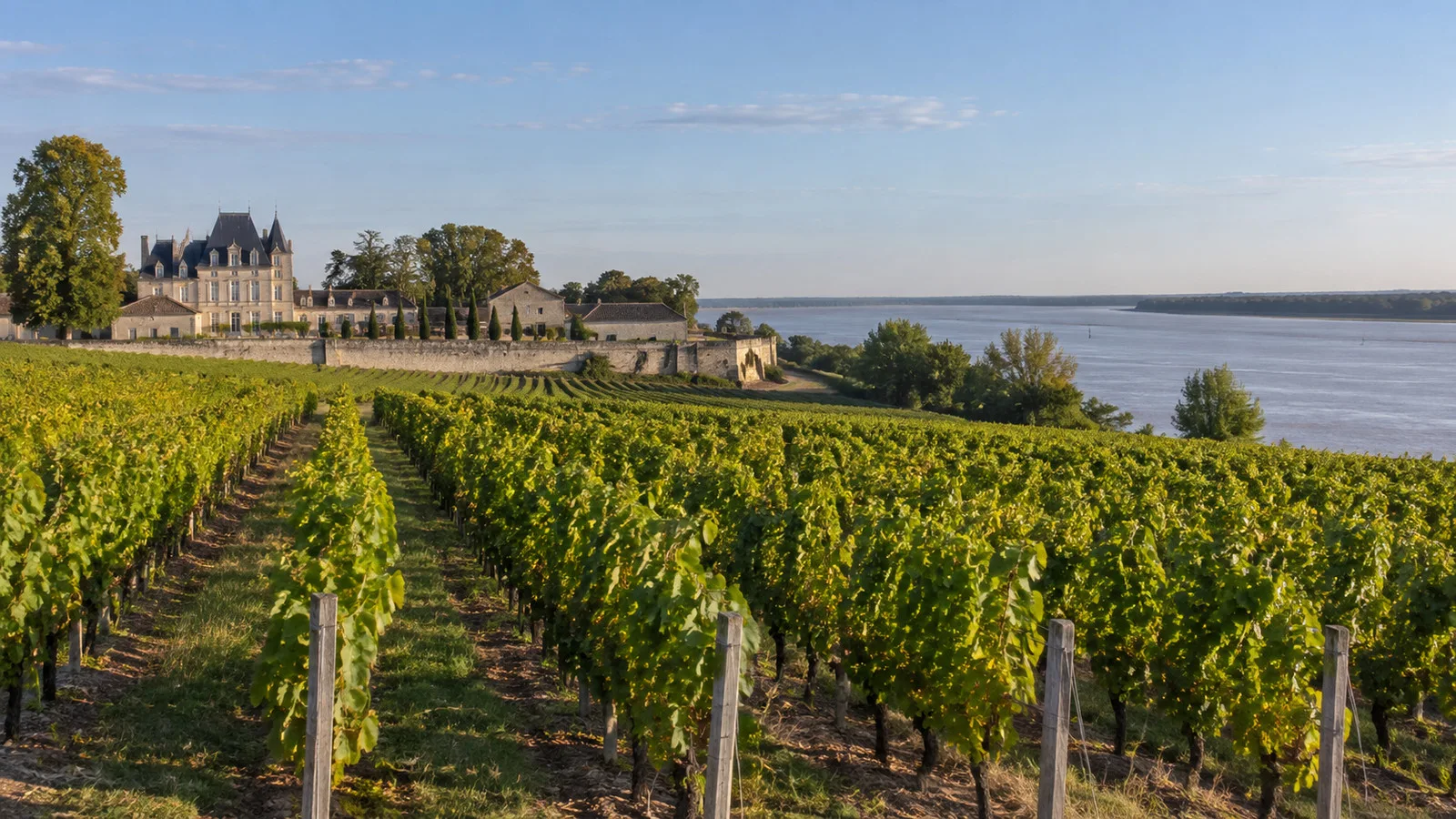 Médoc vineyard rows near Pauillac