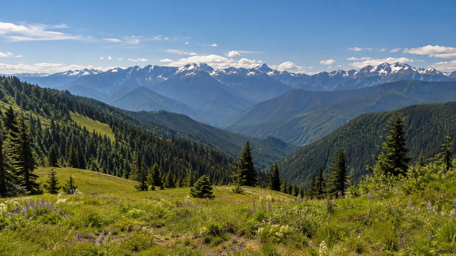 Hurricane Ridge in Olympic National Park, panoramic Olympic mountain peaks and subalpine meadows in summer