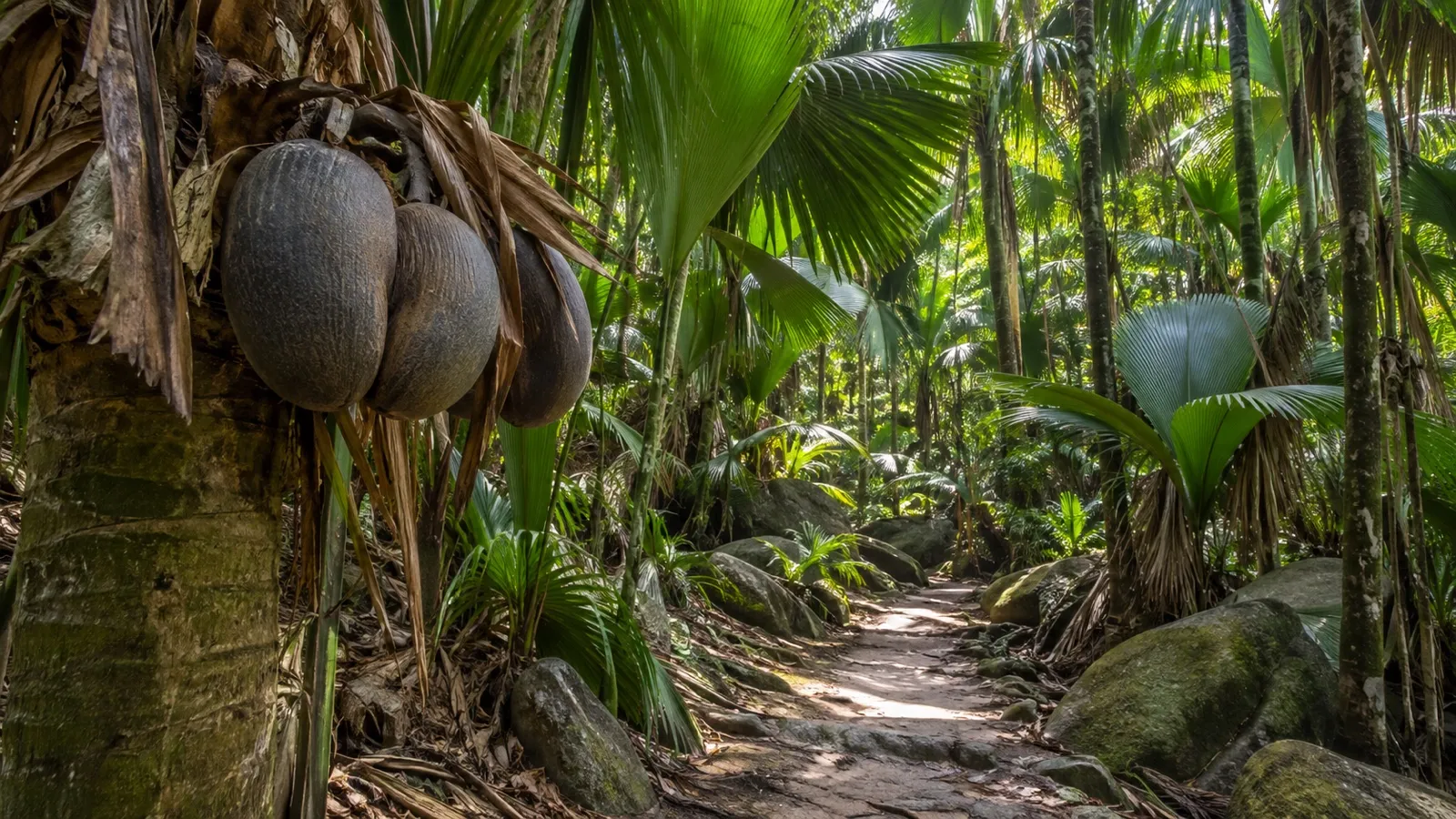 Coco de mer palms in Vallée de Mai on Praslin