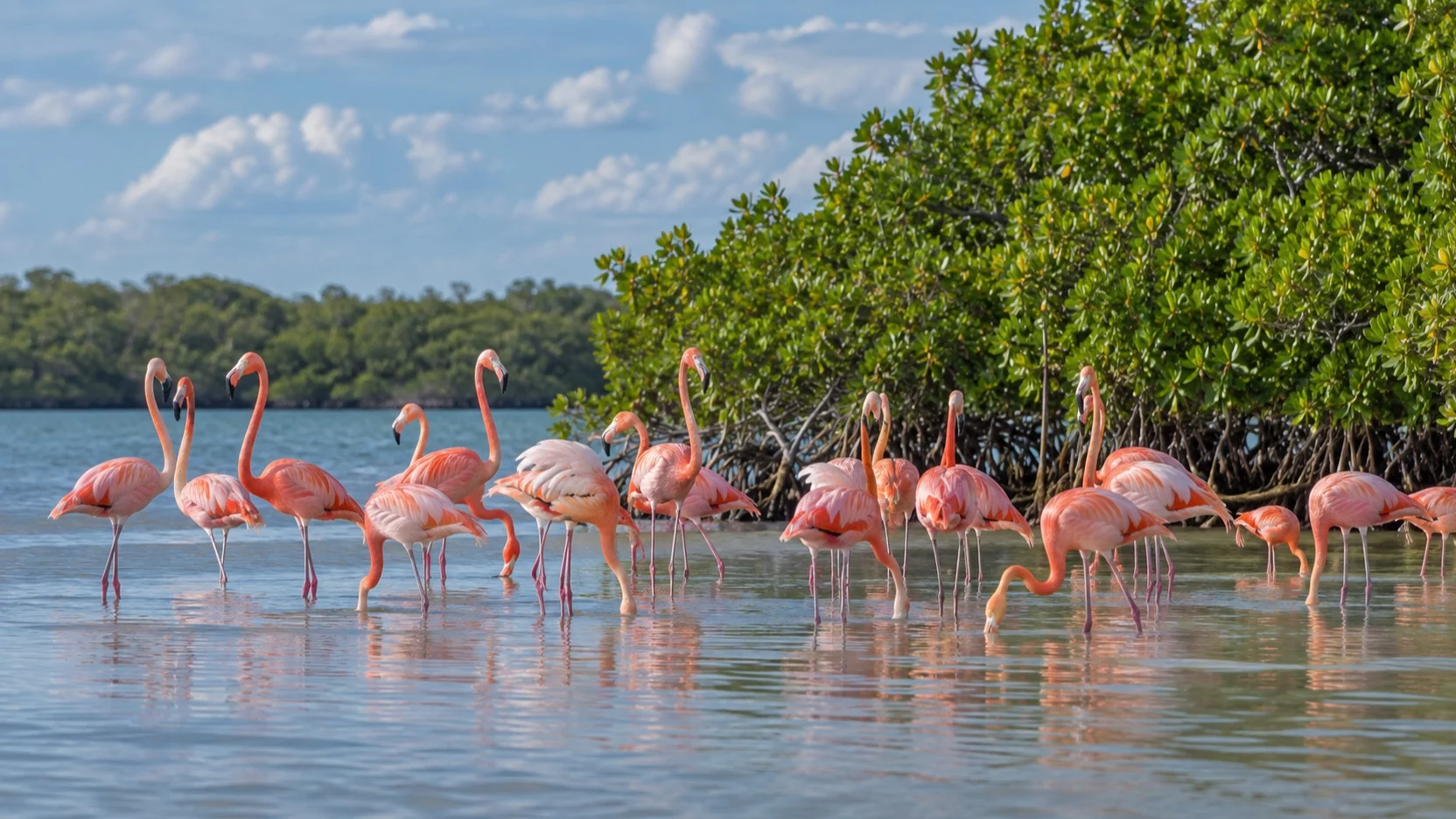 Pink flamingos in shallow water at Celestún near Progreso