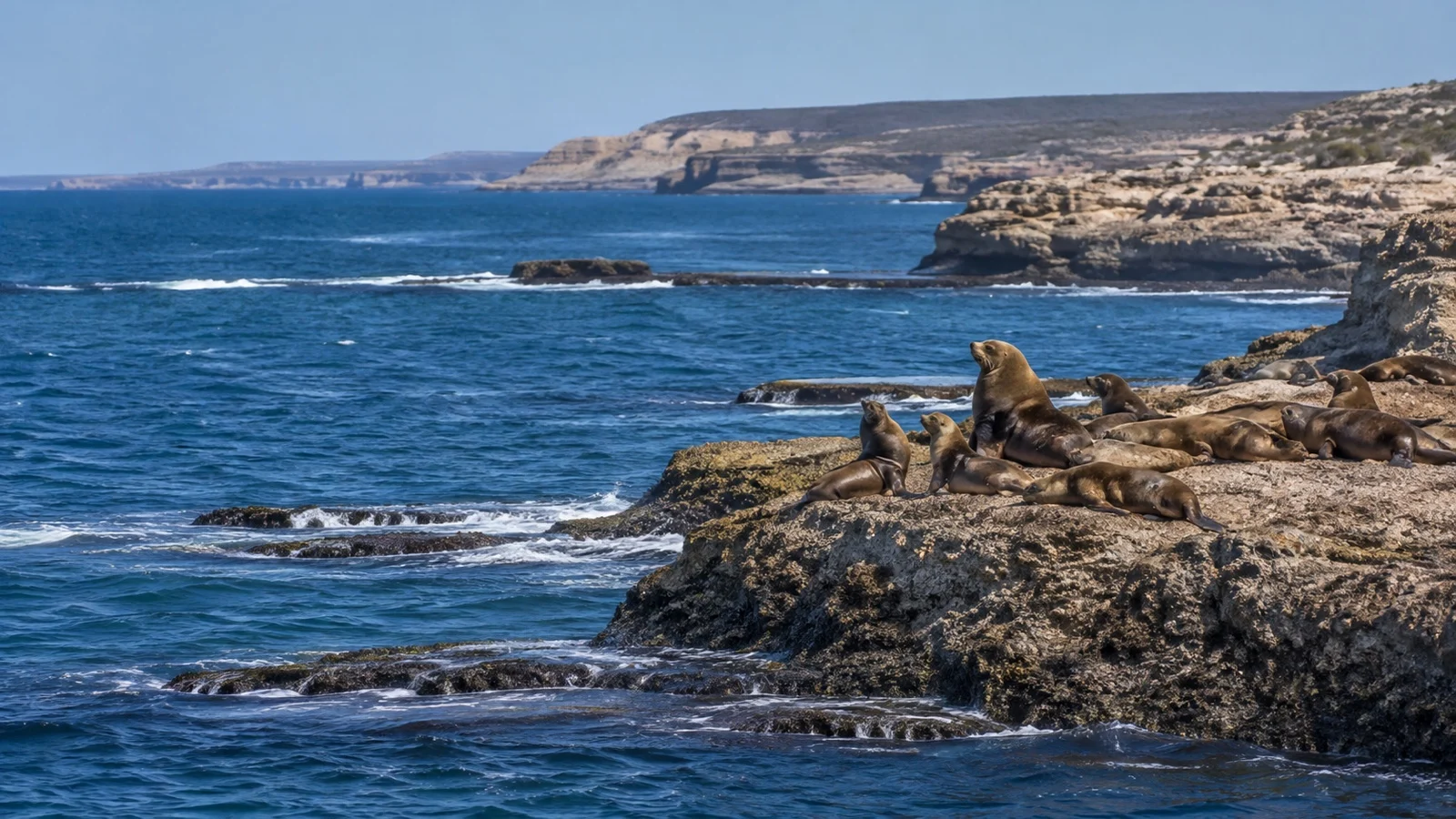 Sea lions resting on rocks at Punta Loma near Puerto Madryn