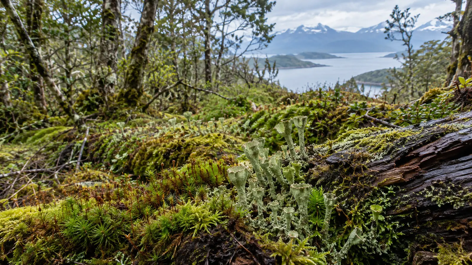 Omora Ethnobotanical Park Navarino Island Chile miniature forest of mosses and lichens in wet temperate woodland macro landscape