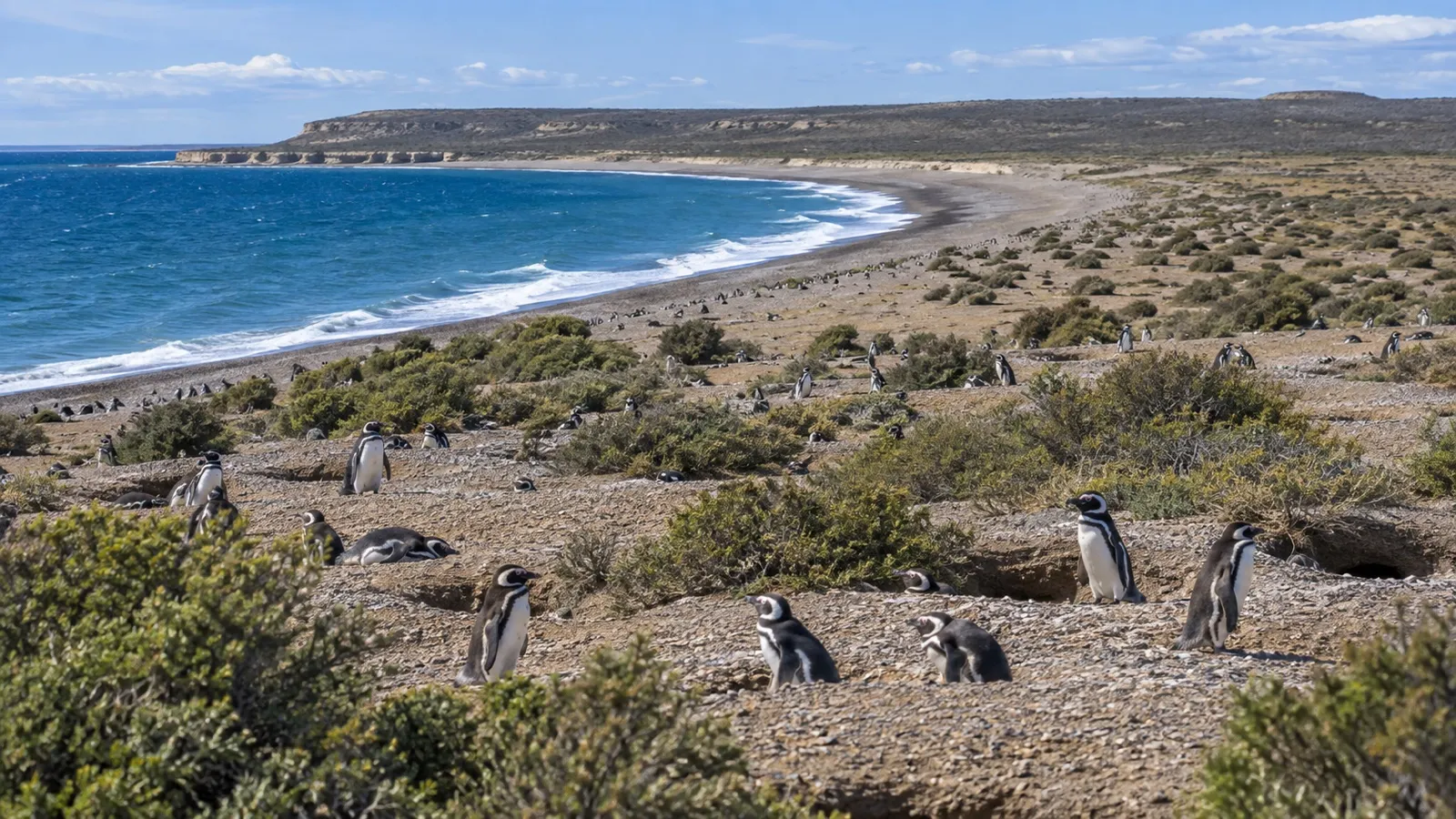 Magellanic penguins among coastal burrows at Punta Tombo