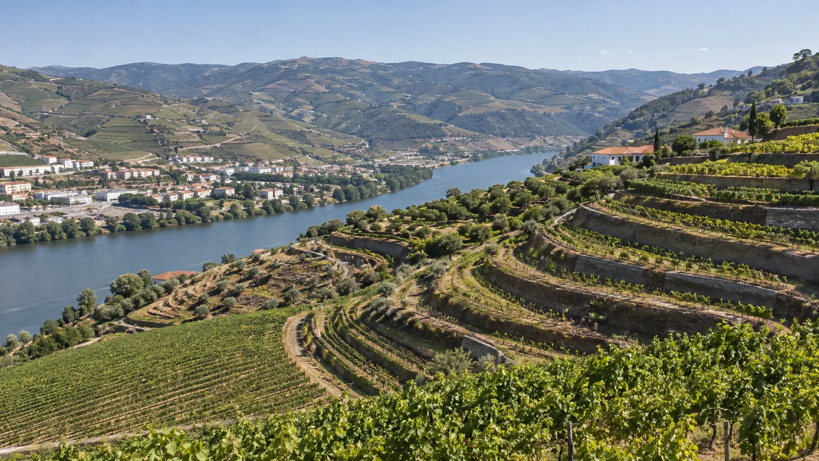 Douro vineyard terraces above Régua