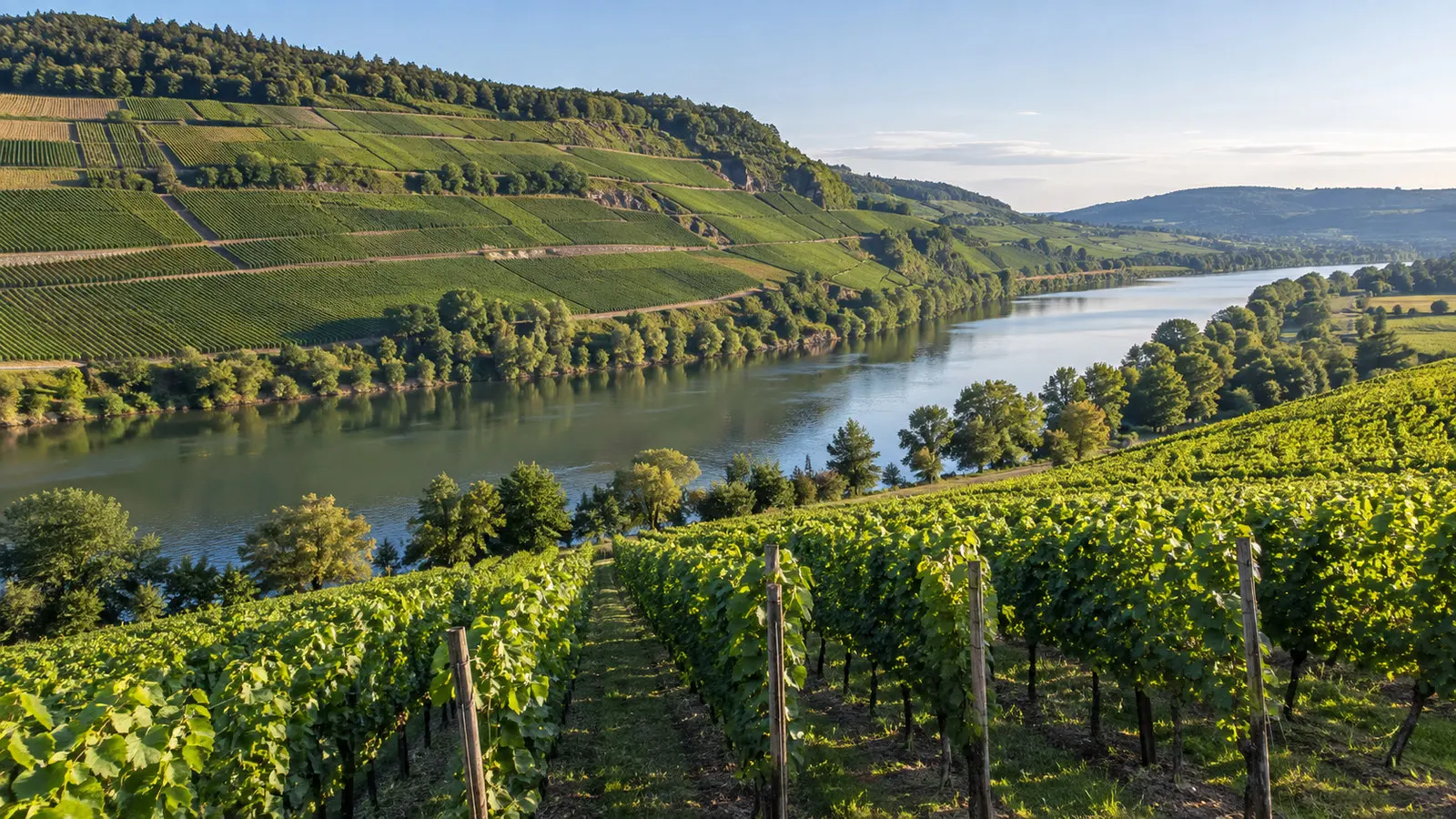 Vineyard terraces above the Moselle River near Remich
