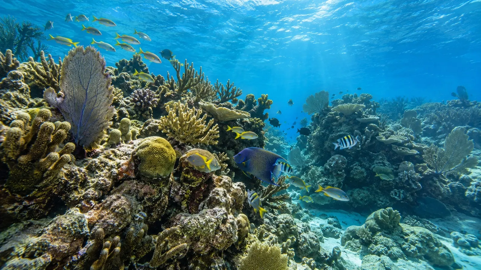 Colorful coral reef in clear water off Roatán