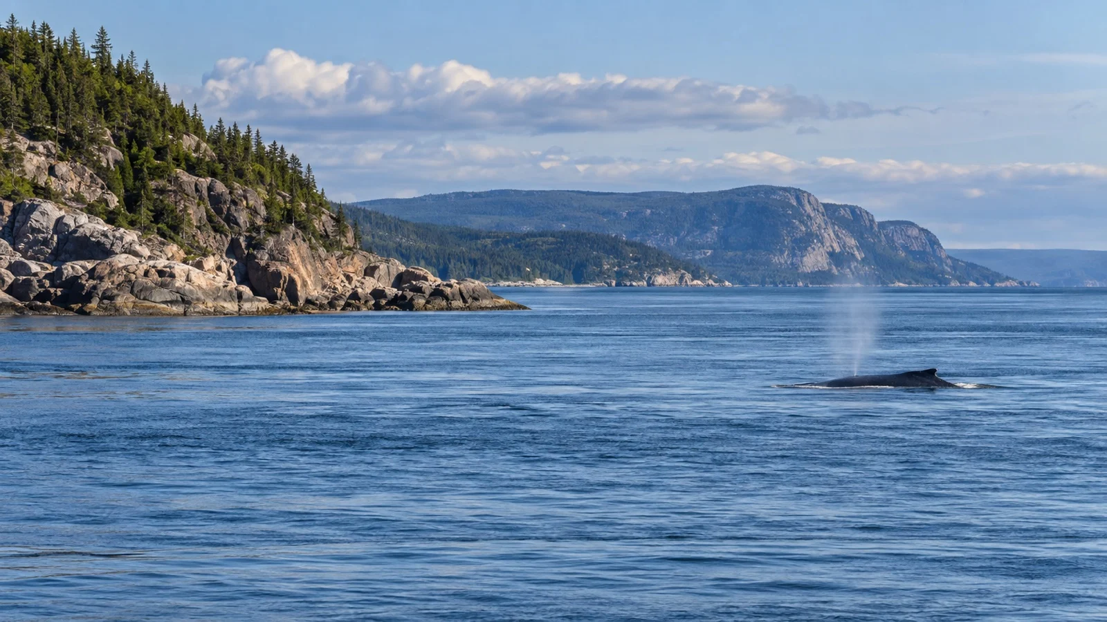 Marine wildlife surfacing in the Saint Lawrence near Baie-Comeau