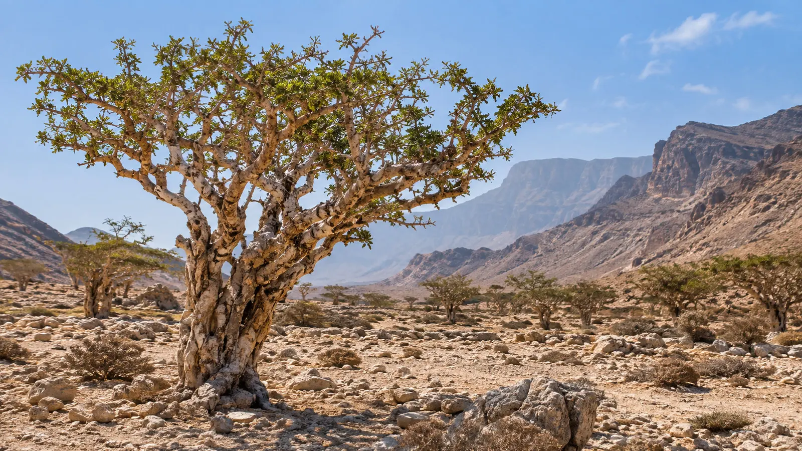 Frankincense tree in arid Wadi Dawkah landscape