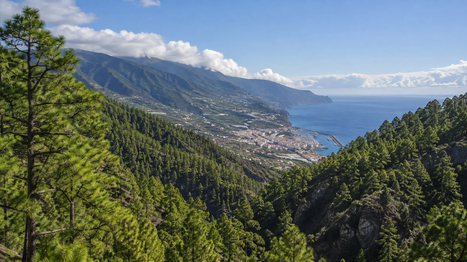 Forests and viewpoints