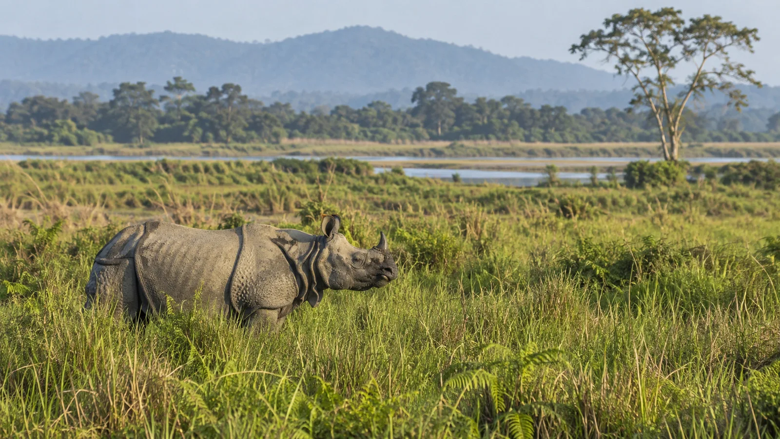 Kaziranga National Park grassland with a one-horned rhinoceros