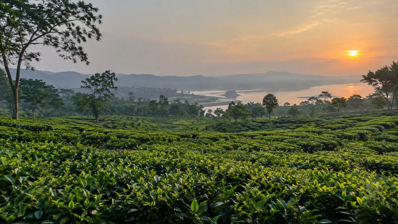 Tea plantation near Silghat in Assam