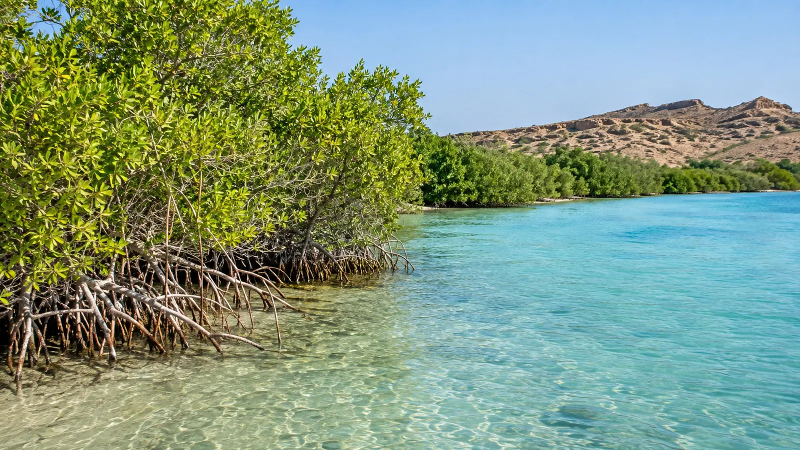 Mangrove-lined coast of Sir Bani Yas Island