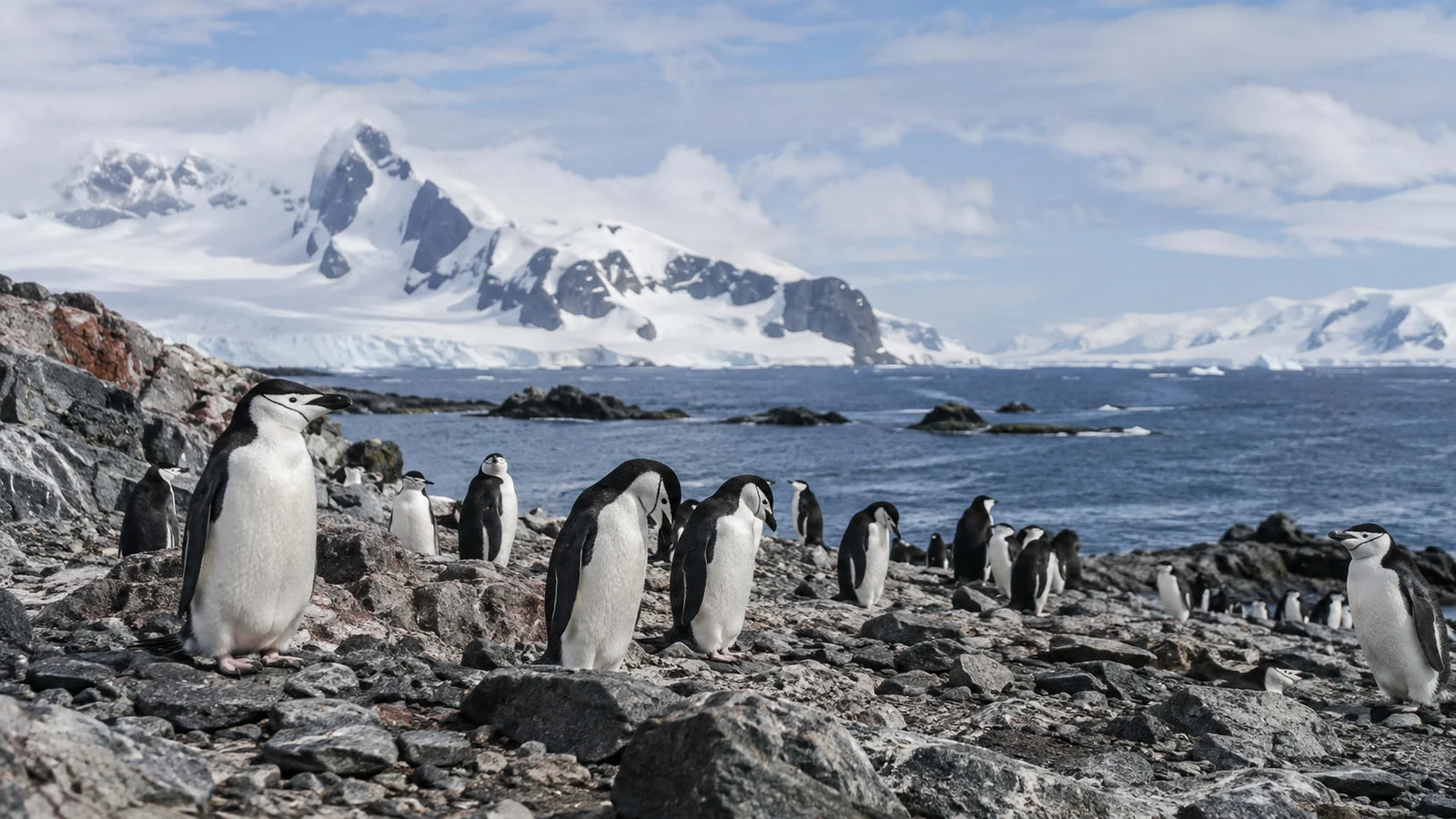 Chinstrap penguin colony on volcanic shore of South Shetland Islands Antarctica, no people