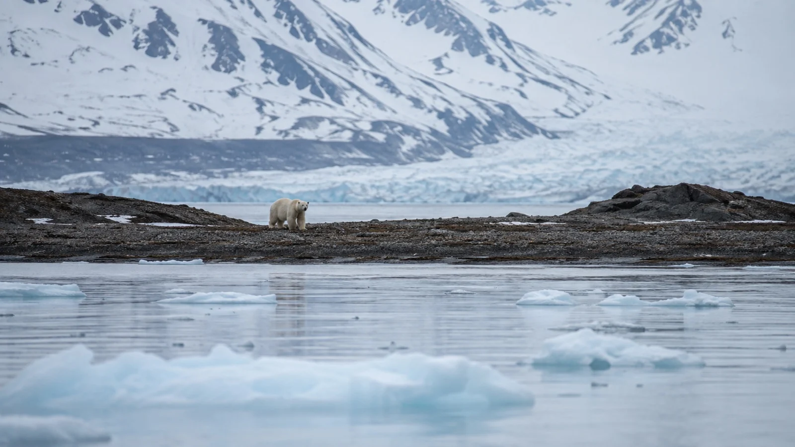 Polar bear walking on distant Svalbard shoreline