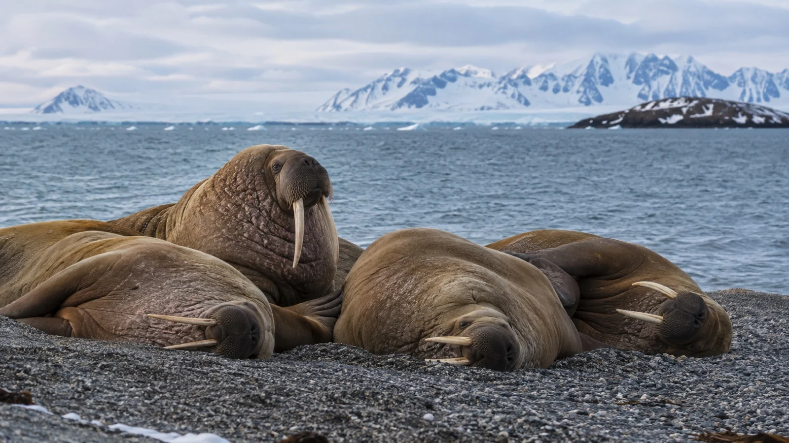 Walrus colony on Svalbard Arctic beach