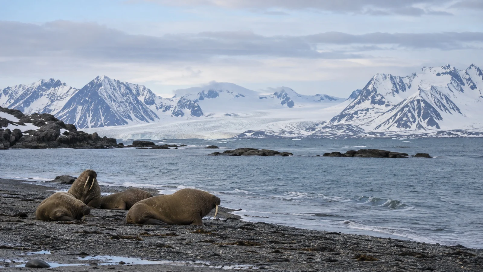 Walruses resting on a remote Svalbard beach with snowy mountains beyond
